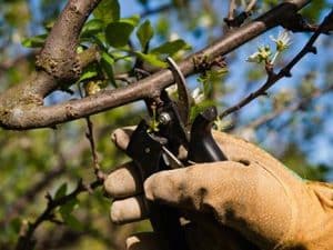 Curso en línea de Poda en Fruticultura