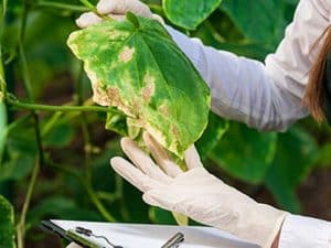 Curso en línea de Enemigos y Enfermedades de las Plantas