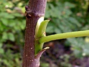 Curso en línea de Poda e Injerto de Frutales