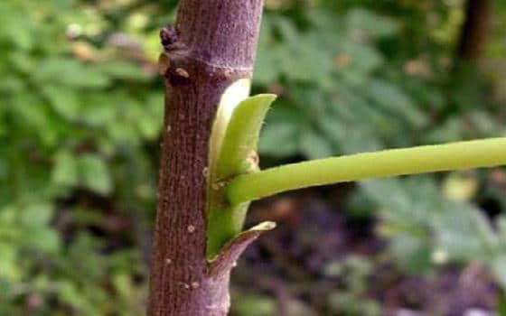 Curso en línea de Poda e Injerto de Frutales