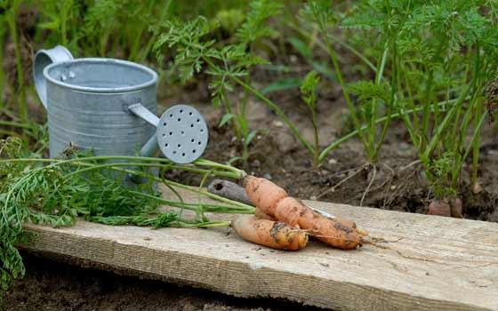 Curso en línea de Agricultura Ecológica