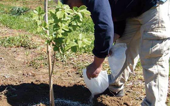 Curso en línea de Abonado del Suelo en Fruticultura